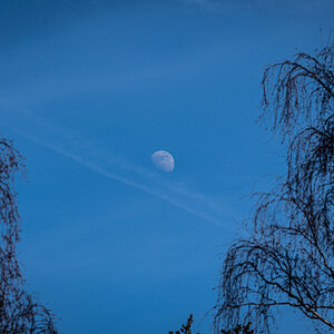 moon_oxleys_wood-2.jpg