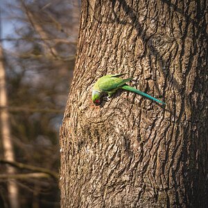 parrot_visiting_home_oxleys_wood-1.jpg