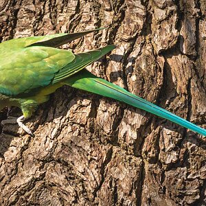 parrot_visiting_home_oxleys_wood-3.jpg