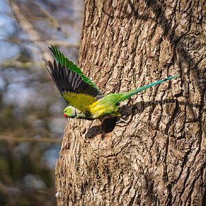 parrot_leaving_home_oxleys_wood-2.jpg