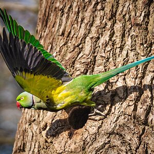 parrot_leaving_home_oxleys_wood-5.jpg