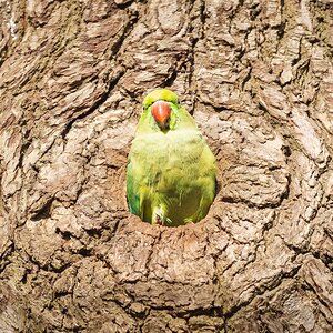 parrot_home_oxleys_wood-5.jpg