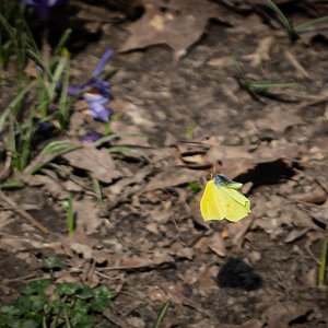 common_brimstone_butterfly_oxleys_wood-4.jpg