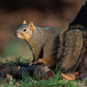 Squirrel - Along the Snake River, Idaho.