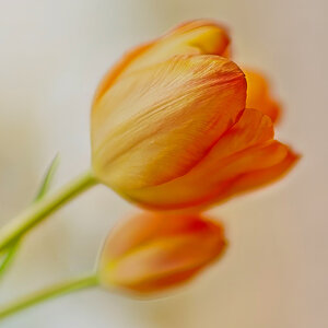 Orange and Yelllow Tullips.jpeg