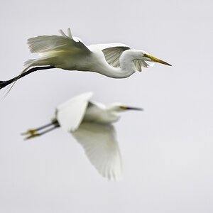 Egrets