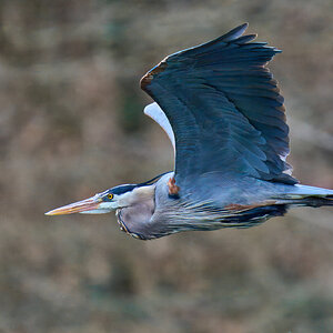 Great Blue Heron - Brandywine - 03152025 - 01 - rDN.jpg