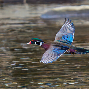 Wood Duck - Brandywine - 03152025 - 01 - rDN.jpg