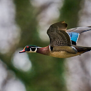 Wood Duck - Brandywine - 03152025 - 02 - rDN.jpg