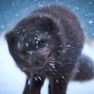 Arctic Fox