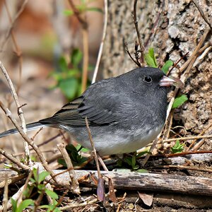 Junco CAM.jpg