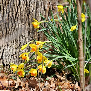 Daffodils CAM.jpg