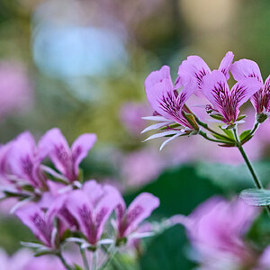 Flower - Longwood - 03012025 - 14.jpg