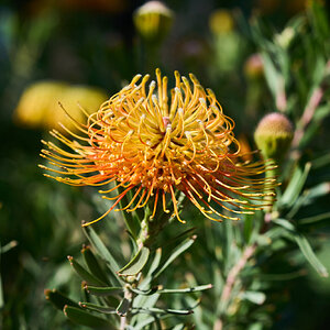 Flower - Longwood - 03012025 - 08.jpg