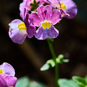 Flower - Longwood - 03012025 - 05.jpg