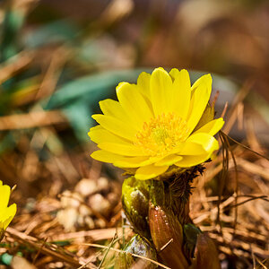 Flower - Longwood - 03012025 - 01.jpg