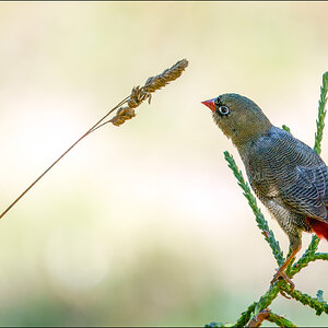 Firetail 8-r.jpg