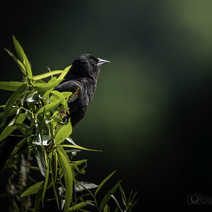 Red-Winged Blackbird