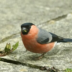 Bullfinch