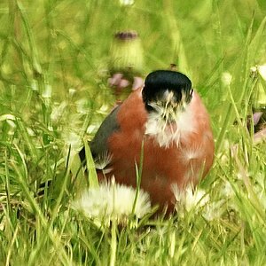 Bullfinch