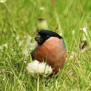 Bullfinch