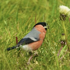 Bullfinch