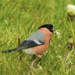 Bullfinch