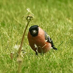 Bullfinch