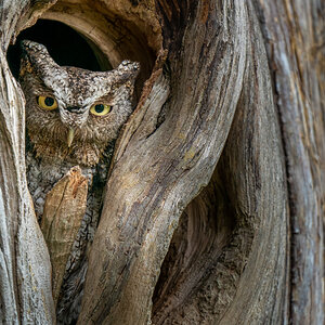 Gray Morph Eastern Screech Owl