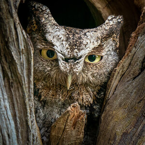 Gray Morph Eastern Screech Owl