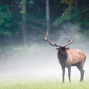 North Carolina Elk