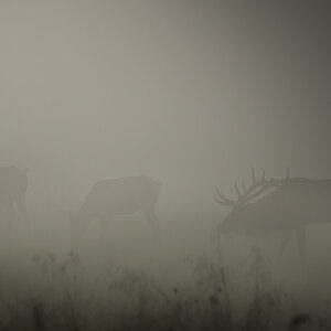 Early Morning Rut