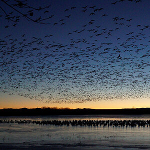 Rising Snow Geese at Basque del Apache