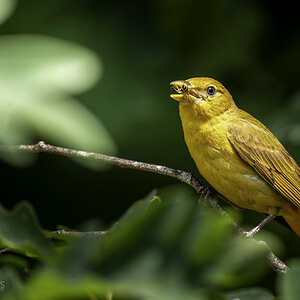 Female Summer Tanager