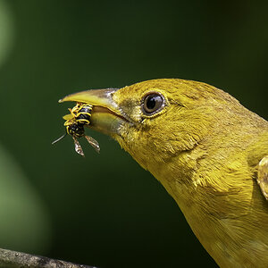 Female Summer Tanager