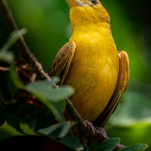 Female Summer Tanager