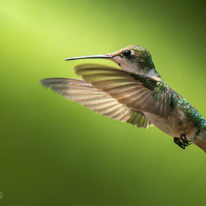 Female Ruby-Throated Hummingbird