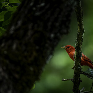 Male Summer Tanager