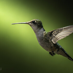 Female Ruby-Throated Hummingbird