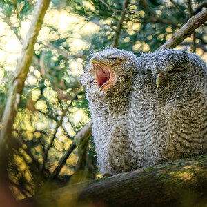 Eastern Screech Owl Babies