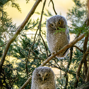 Eastern Screech Owlets