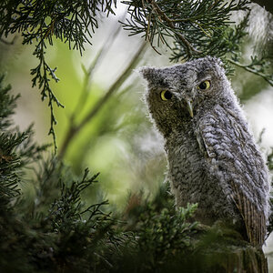 Eastern Screech Owlet