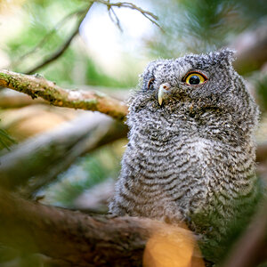 Eastern Screech Owlet