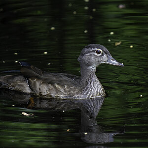 Female Wood Duck