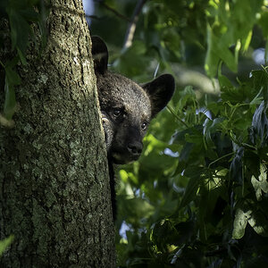 Black Bear Cub