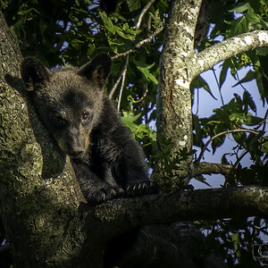 Black Bear Cub