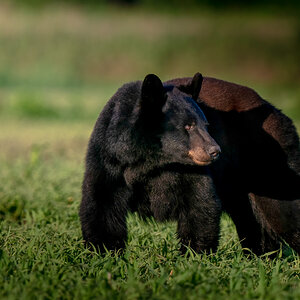 NC Black Bear