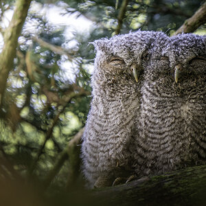 Eastern Screech Owlets