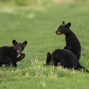 Black Bear Cubs