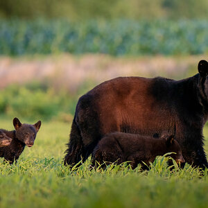 Mom and 3 Cubs